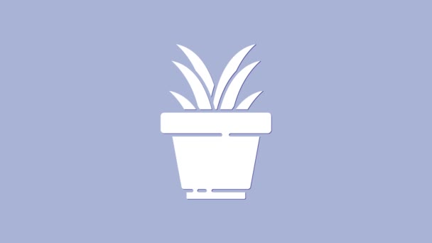 Fehér növény pot ikon elszigetelt lila háttér. Növény nő egy edényben. Cserepes növényjel. 4K Videó mozgás grafikus animáció - Felvétel, videó