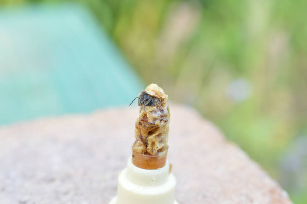 líhnutí včelí královna řezání víka z buňky královny s kopírovacím prostorem kolem - Fotografie, Obrázek