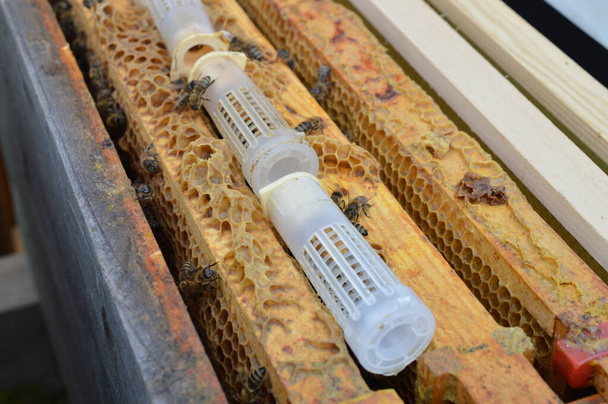 včelí královna chovná umělá královna buňky natáčky s ještě nevylíhnutými včelí královny uvnitř v úlu čeká na poklop - Fotografie, Obrázek