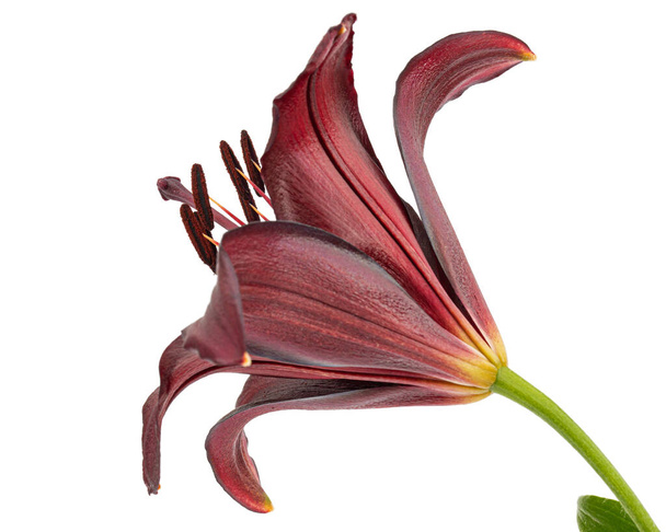 Dark burgundy flower of lily, isolated on white background - Photo, Image