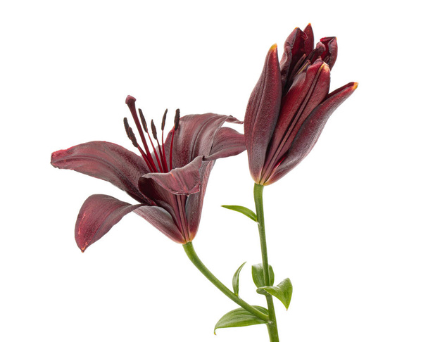 Dark burgundy flower of lily, isolated on white background - Photo, Image