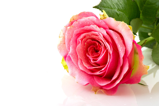 Single pink rose - Photo, image