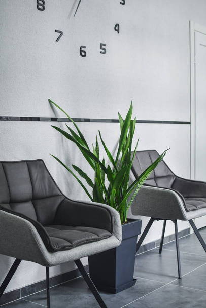 Due sedie grigie accoglienti e una pianta di serpente verde nella zona d'attesa dell'ufficio. Focus selettivo - Foto, immagini