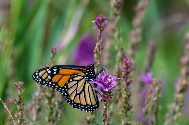 Mariposa monarca sobre flores silvestres Purple Loosestrife - Foto, imagen