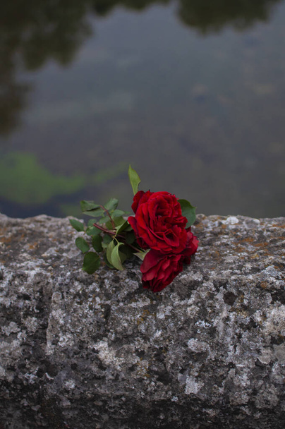 Rózsák fekszenek a római híd kerítésén - Fotó, kép