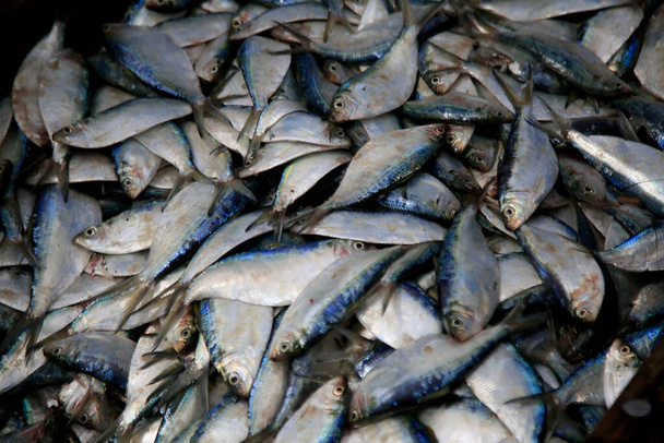 salvador, bahia, brasil - 12 de fevereiro de 2021: peixe sardinha a ser visto em Porto das Sardinhas, região de São João do Cabrito, em Salvador. trabalhos de comercialização de peixe no local. - Foto, Imagem