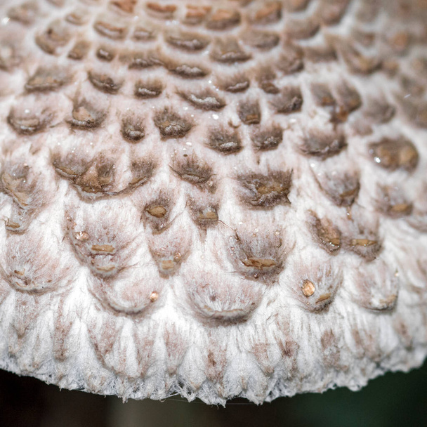 Cappello a fungo Macrolepiota con gocce di pioggia su squame - Foto, immagini