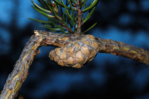 A young pinecone on a broken branch against a blue background - Photo, Image