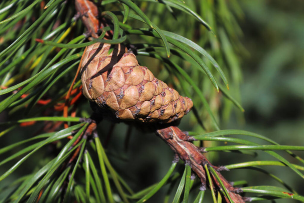 An older but closed pine cone on a branch - Photo, Image