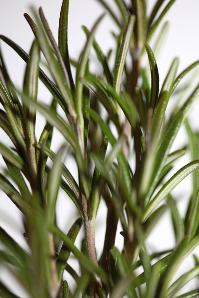 Rosemary planta aromática Rosmarinus officinalis folhas close up família lamiaceae moderno fundo impressão de alta qualidade - Foto, Imagem