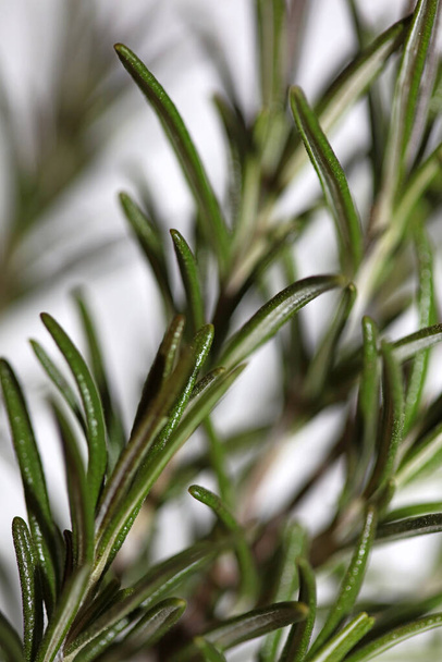 Δεντρολίβανο αρωματικό φυτό Rosmarinus officinalis φύλλα close up family lamiaceae σύγχρονο φόντο υψηλής ποιότητας εκτύπωση - Φωτογραφία, εικόνα