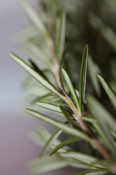 Δεντρολίβανο αρωματικό φυτό Rosmarinus officinalis φύλλα close up family lamiaceae σύγχρονο φόντο υψηλής ποιότητας εκτύπωση - Φωτογραφία, εικόνα