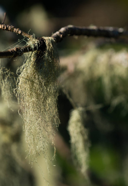 Close-up van mos hangend aan een tak - Foto, afbeelding