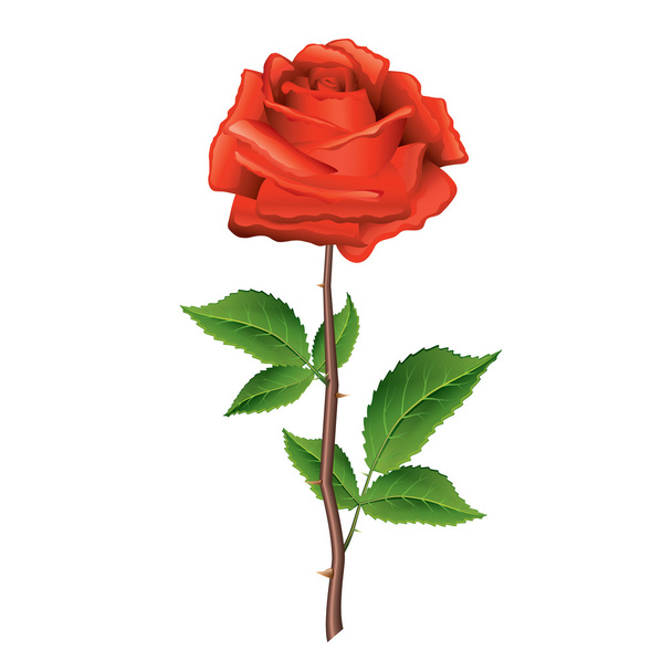 Red rose vector illustration - Vecteur, image