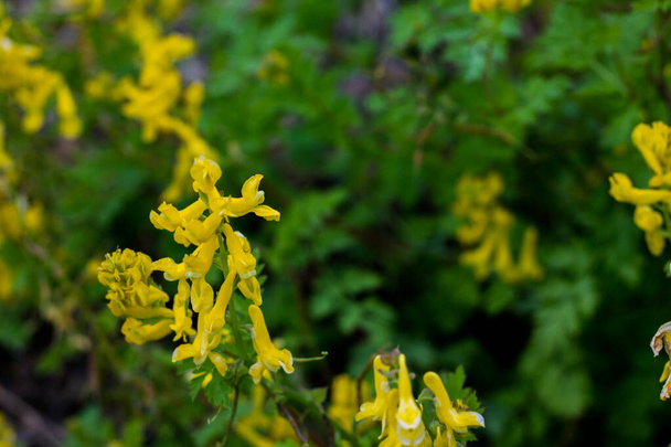 Common toadflax or wild snapdragon. yellow flowers. flowers on a green background - Photo, Image