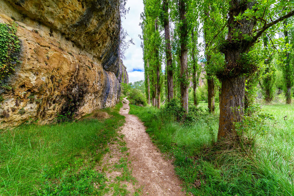Zielony wiosenny krajobraz z wysokimi drzewami i skalnymi ścianami ze ścieżką brudu wśród roślinności. Rzeka Duraton, Sepulveda, Segovia.  - Zdjęcie, obraz