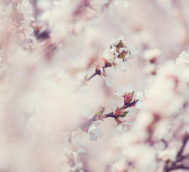 Cerezo de flor
 - Foto, imagen