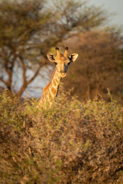 Zuidelijke giraffe ogen camera van over bush - Foto, afbeelding