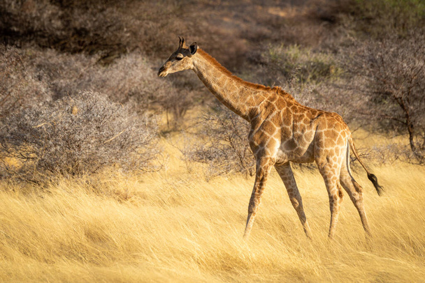 Giraffa meridionale cammina tra i cespugli sulla savana - Foto, immagini