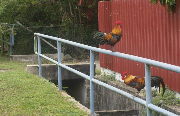 scene of the Rooster by the street. - Photo, Image