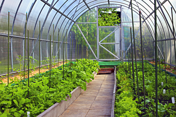 Növényi üvegházak készült átlátszó polikarbonát  - Fotó, kép