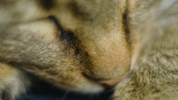Makro strzał ładny rudy kot spać wygodnie i oddychać głęboko - Materiał filmowy, wideo