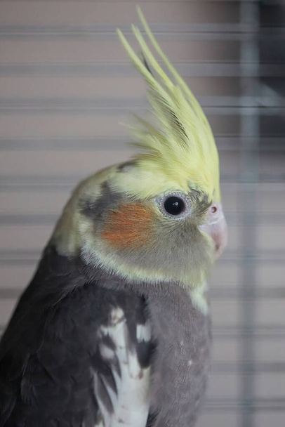 Cockatiel (Nymphicus hollandicus), a grey and yellow companion parrot - Photo, Image