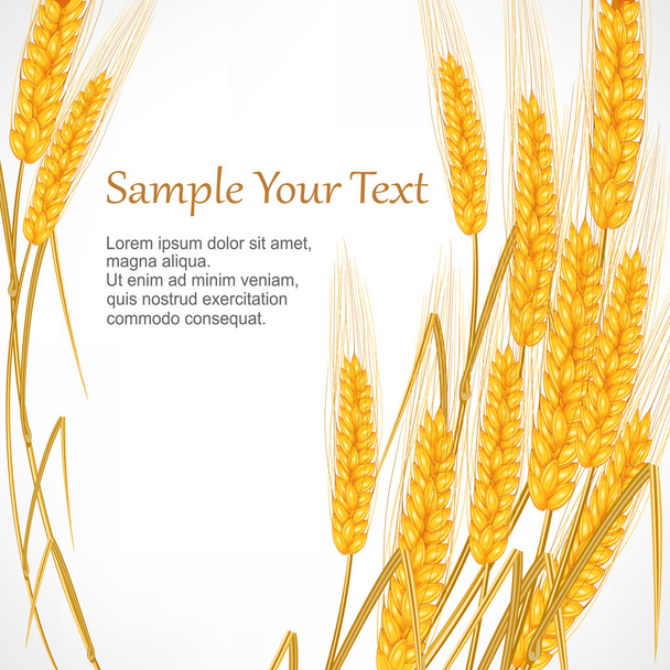 Ears of wheat on white - Vecteur, image