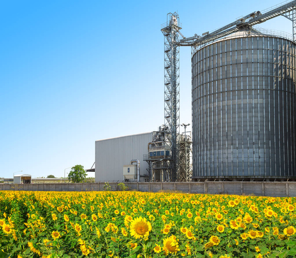 Agricultural Silos - Building Exterior, Storage and drying of grains, wheat, corn, soy, sunflower against the blue sky with sunflower fields. - Photo, Image