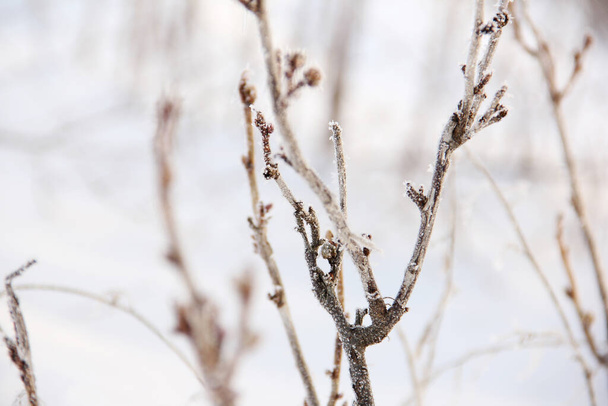 Johannisbeersträucher im Raureif im Winter. Winter-Hintergrund. Winterliche Natur - Foto, Bild