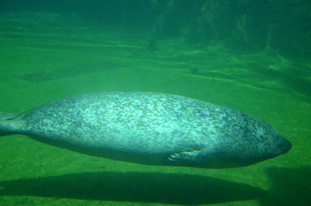 Harbor seal (Phoca vitulina) in Frankfurt zoo - Photo, Image
