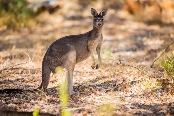 Stehendes Känguru in freier Wildbahn - Foto, Bild
