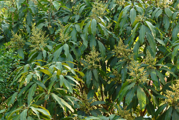 flor de mango florecen en la copa del árbol y la lluvia a la espera de que el crecimiento sea fruta en el jardín en verano - Foto, Imagen