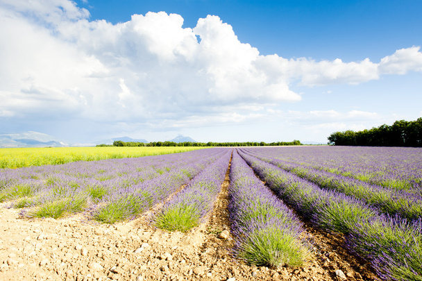 Lavender field, Plateau de Valensole, Provence, Ranska
 - Valokuva, kuva