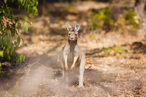 オーストラリアのカンガルー - 写真・画像