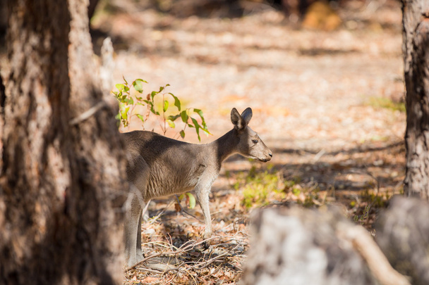 verängstigtes Känguru in freier Wildbahn - Foto, Bild