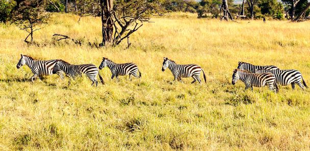 タンザニアのセレンゲティ国立公園のゼブラス - 写真・画像
