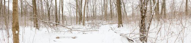 カナダのハミルトンで寒い冬の日。雪に覆われた地面とブルーストレイルハイキングパス上の木。茶色の木と白い雪. - 写真・画像
