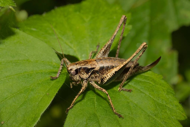 Grasshopper Σκούρο θάμνο-κρίκετ Pholidoptera griseoaptera - Φωτογραφία, εικόνα