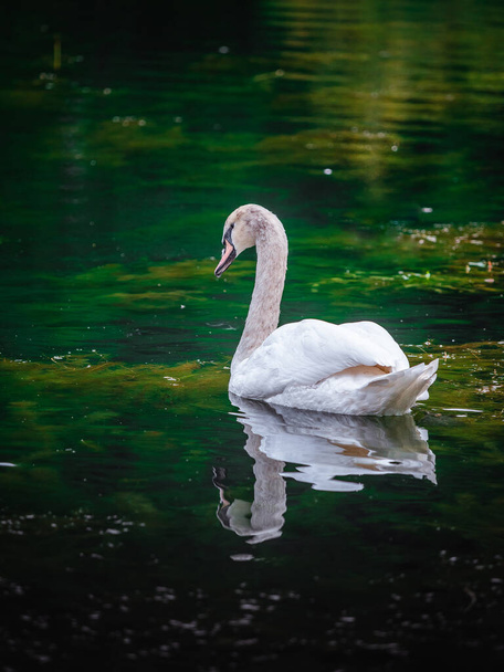 White swan swims on the water - Photo, Image