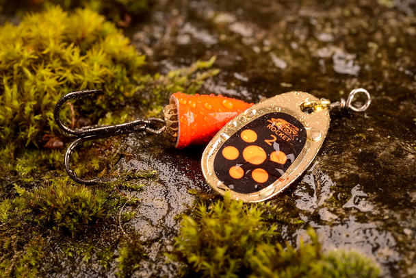 Fischlöffelköder auf nassem Stein mit Moos - Foto, Bild