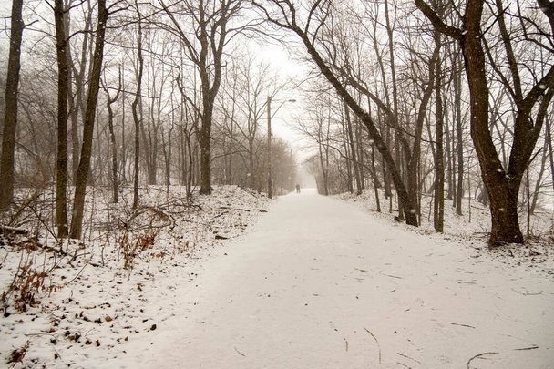 カナダのハミルトンで寒い冬の日。雪に覆われた地面とブルーストレイルハイキングパス上の木。茶色の木と白い雪. - 写真・画像