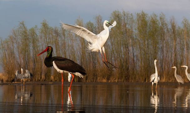 schöne Wildvögel am See: Schwarzstorch, Silberreiher, Graureiher, Schwarzkopfmöwe, Silberreiher, Ente - Foto, Bild