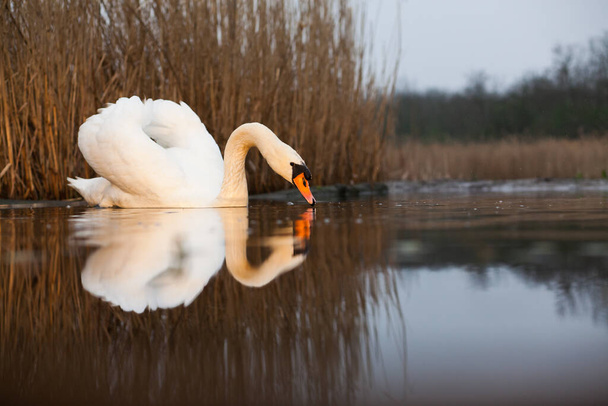 hermoso cisne blanco en un lago - vida silvestre en su hábitat natural - Foto, Imagen