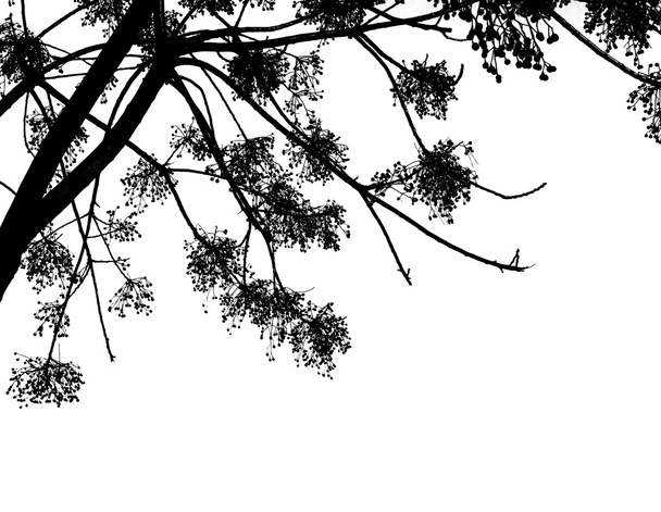 siyah alder ağacı dalları  - Vektör, Görsel