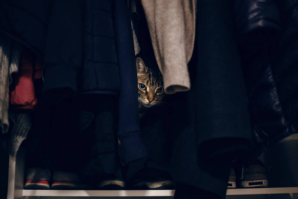 Gracioso asustado gato tabby escondido en la ropa en el armario. Lindo adorable sorprendido peludo peludo peludo rayado animal doméstico con ojos verdes protegidos en el armario. Adorable peludo gatito felino amigo.  - Foto, imagen