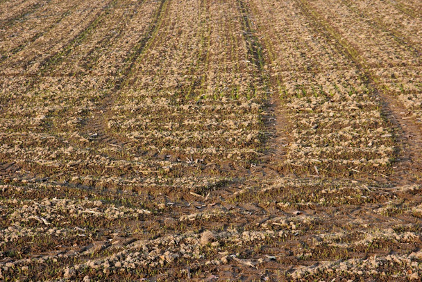 Agricultural Soil - Valokuva, kuva