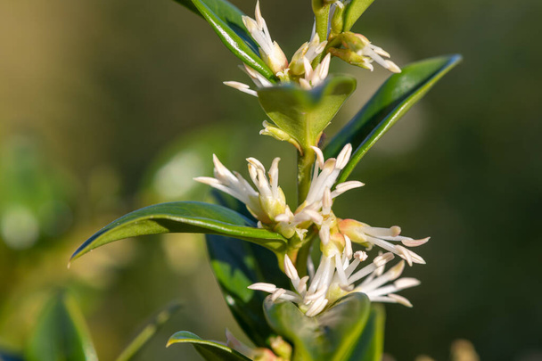 Close up of flowers on a sweet box (sarcococca confusa) shrub - Photo, Image