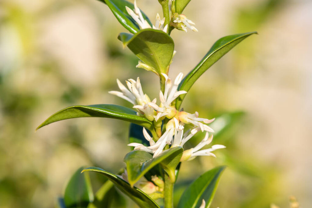 Close up of flowers on a sweet box (sarcococca confusa) shrub - Photo, Image