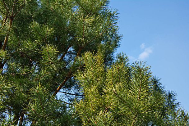 Primer plano de un pino joven. Hay conos en las ramas. En el fondo del cielo azul. Luz natural. - Foto, Imagen